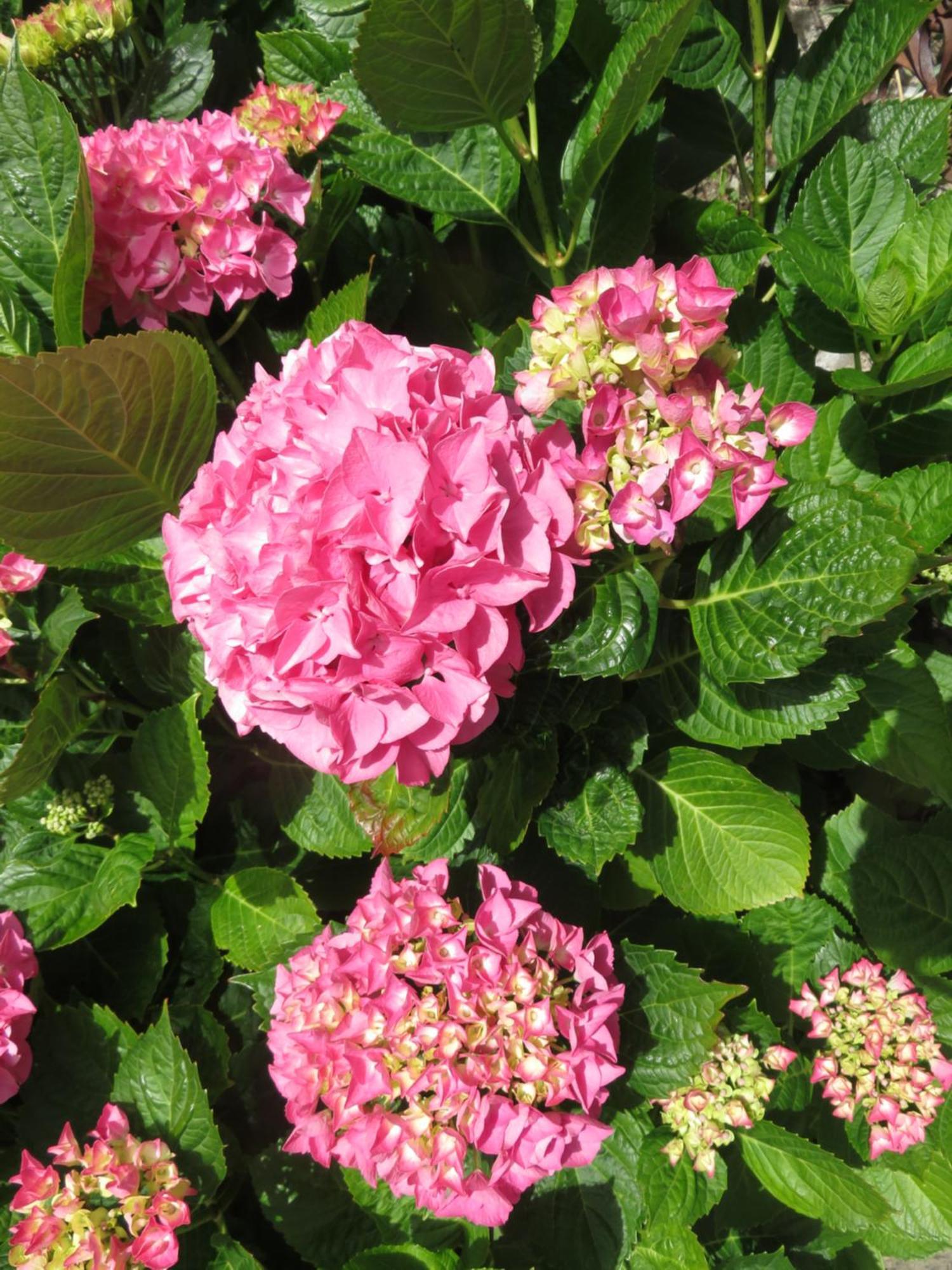 Le Jardin A Mordreuc Bed & Breakfast Pleudihen-sur-Rance Dış mekan fotoğraf