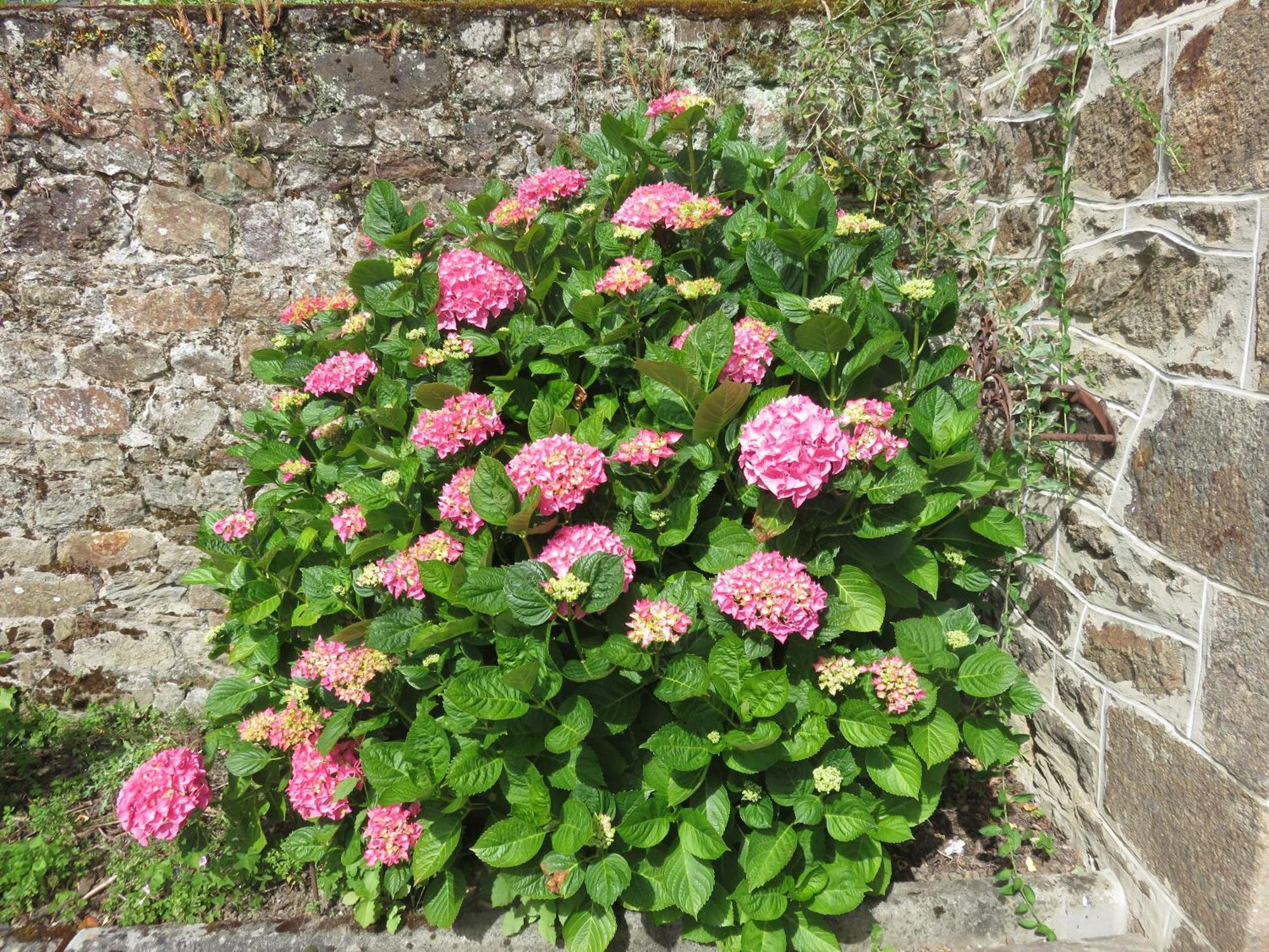 Le Jardin A Mordreuc Bed & Breakfast Pleudihen-sur-Rance Dış mekan fotoğraf